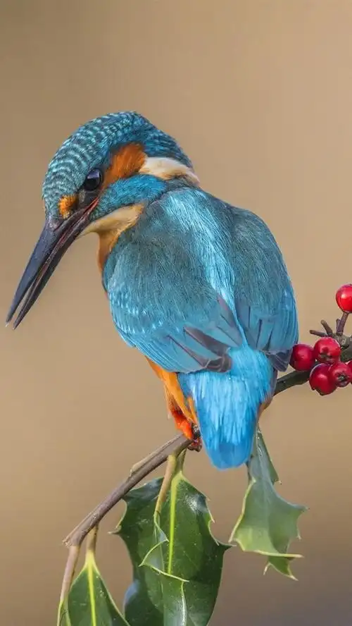 翠鸟,鸟,树枝,红色浆果