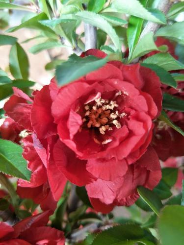 日本海棠十二一重浓红色重瓣大花原本状态观花观型爆满枝条