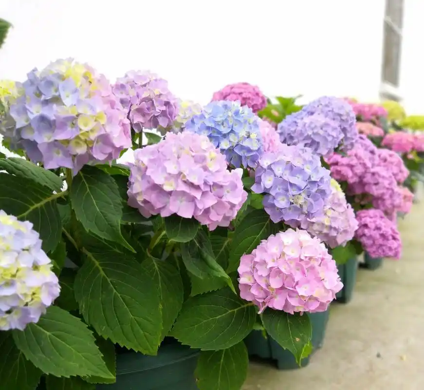 原创绣球花盆栽越长越弱不开花而且枝条下垂叶片萎蔫,该怎么办呢?