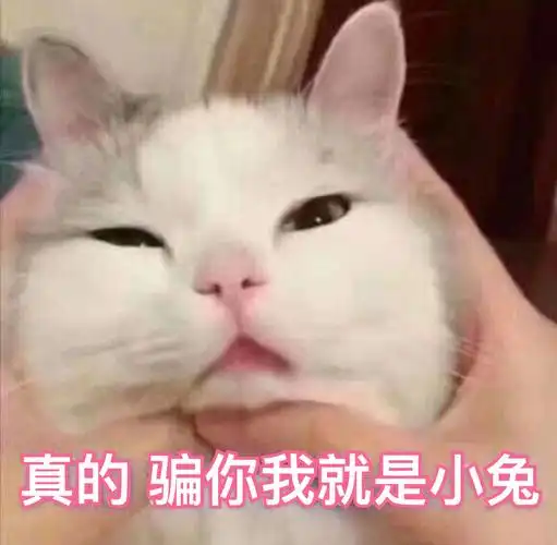 猫咪喵星人骗你我就是小兔搞笑可爱gif动图_动态图_表情包下载_soogif
