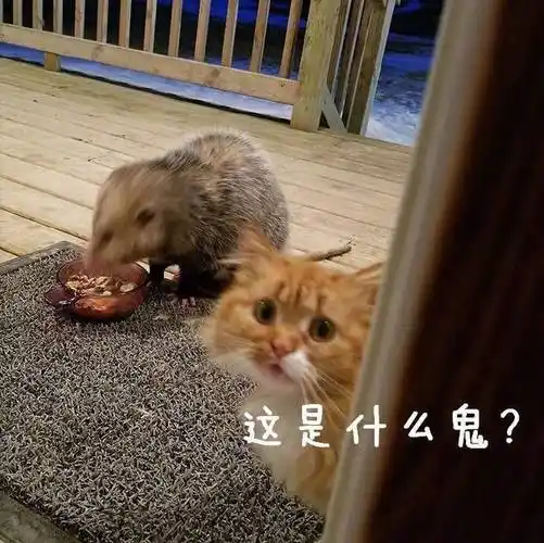 萌宠 喵星人 这是什么鬼 一脸懵逼 搞怪 逗