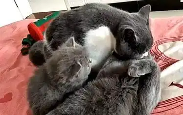 这只小猫太热情了看见猫就扑过去帮着舔毛小奶猫的表情太逗了