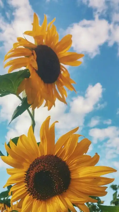 小清新花卉植物唯美高清手机壁纸图片