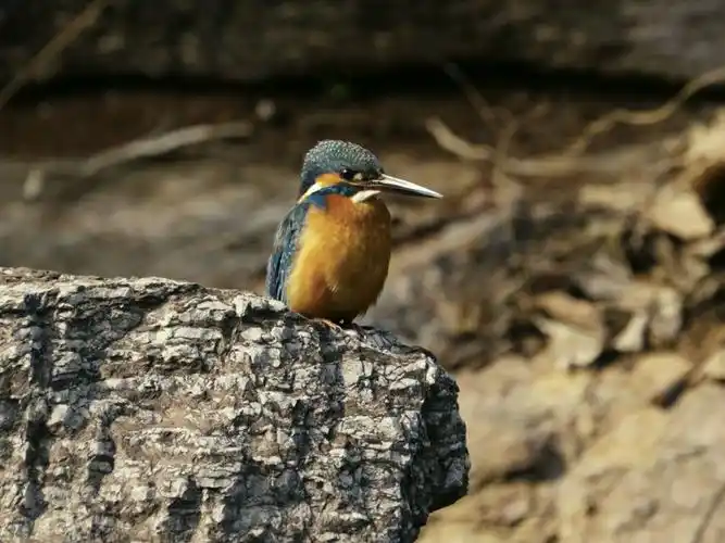 市政公园普通翠鸟