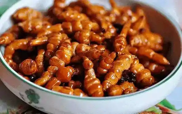 串根生长的螺丝钻,腌制成咸菜非常好吃,脆脆的,既可下酒,也可下饭.