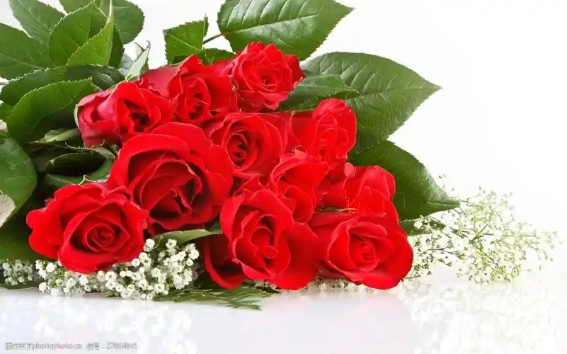 关键词:玫瑰花 240x150 高清 背景墙 玫瑰花 浪漫 爱情     白色 jpg
