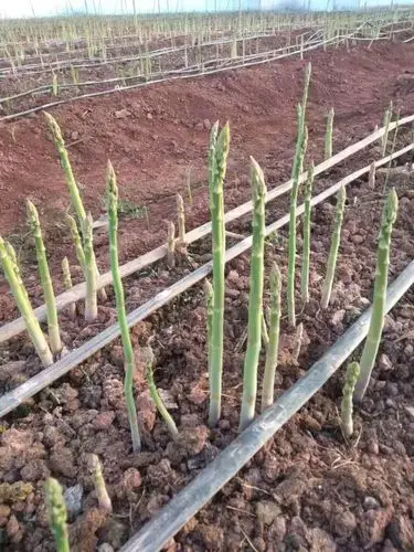 春天的味道,农盛农业芦笋新鲜上市