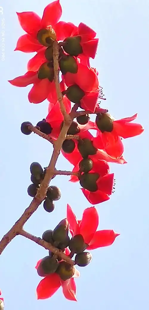 广州市花木棉花绚丽多彩.