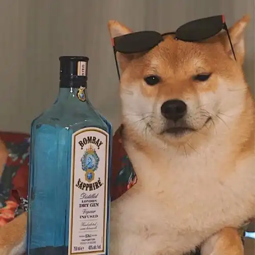 72今日份酷dog头像