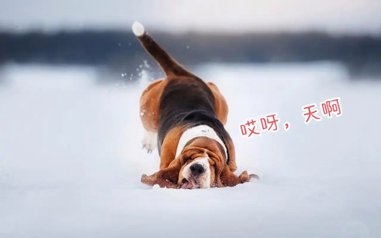 狗狗不小心滑倒,哎呀~太逗了.#趣图搞笑