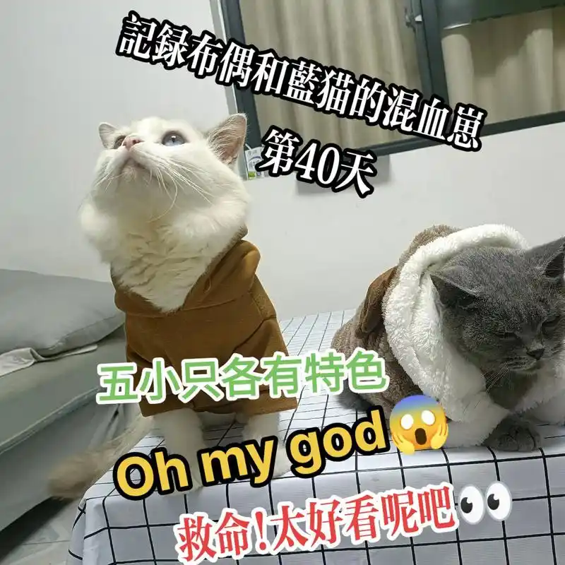 布偶和蓝猫的混血崽,太萌了吧.留下你手机最新的一张猫咪照片, - 抖音