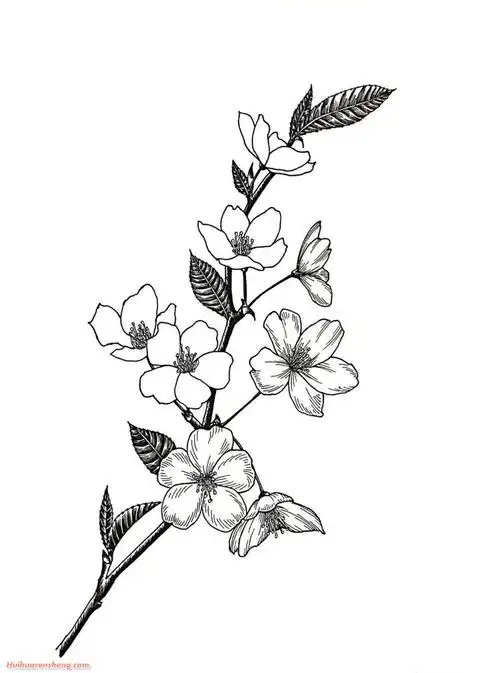 樱花铅笔画步骤_樱花铅笔画作品彩色图片 - 巨明艺考