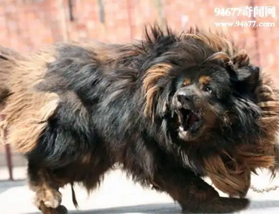 鬼脸獒王,黑心商家炒作的虚构藏獒(实为基因突变)