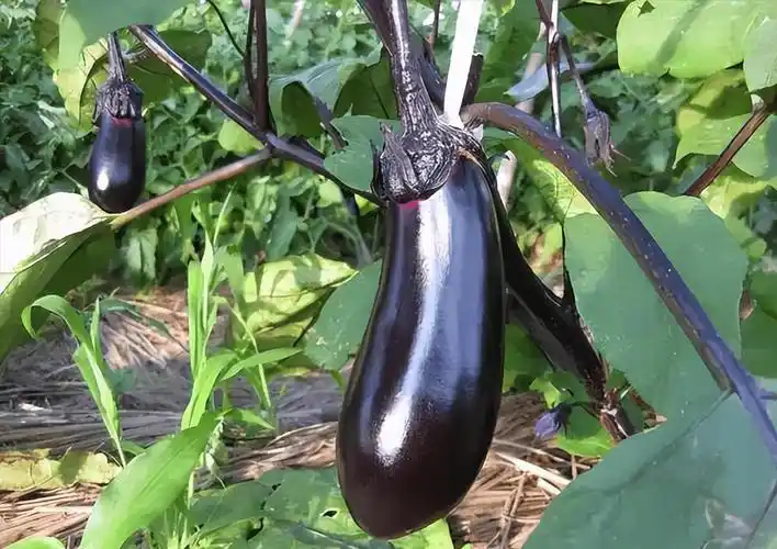 温室茄子结果期,叶片常有黄化现象,主要原因有两点_症状_植株_氨气