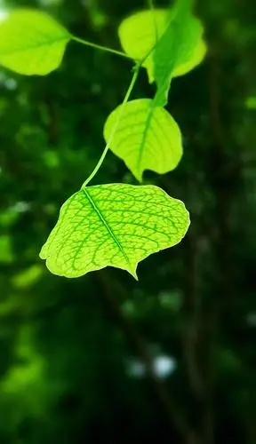 手机拍:绿叶- 美