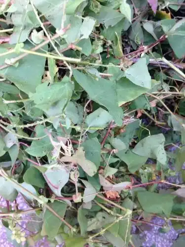 客家话叫猫公草,煎水洗澡止痒用的,请问学名叫什么?_?谢谢