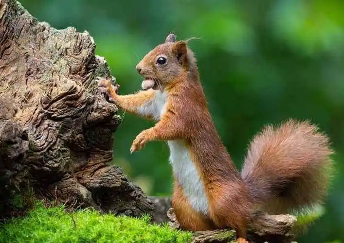 其实并不是所有松鼠都会冬眠,有些种类的松鼠在冬天依然照常活动,例如