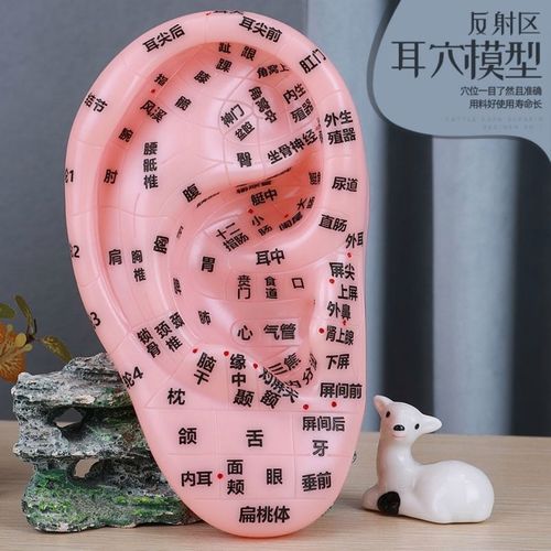 耳模型耳按摩模型耳部反射区穴位耳穴模型耳朵标准耳穴位