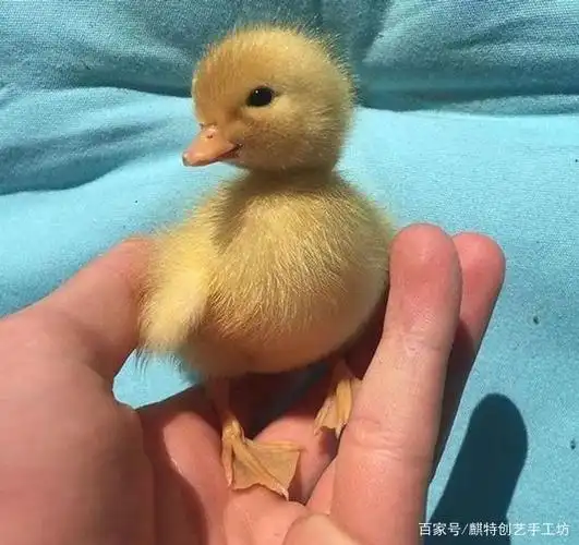 一组超萌的小动物真可爱,可以让你的生活变得比晴天更加灿烂