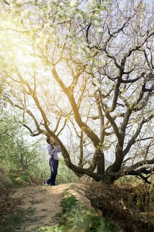 梨花树下 - 美篇