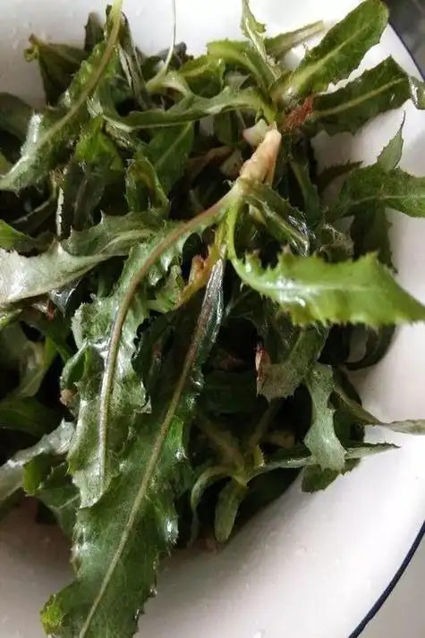 野苦菜图片的功效与作用