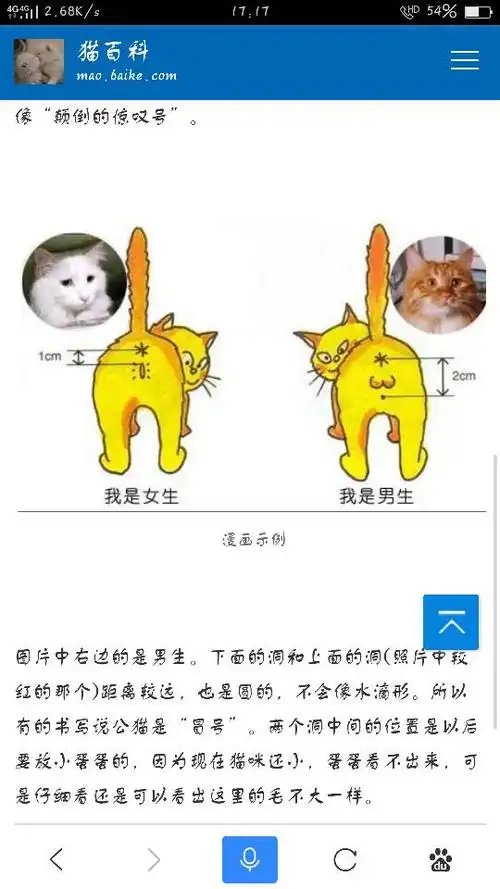 猫咪怎么辨别公母