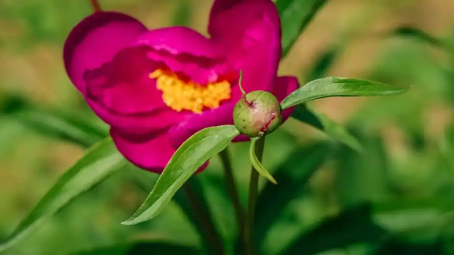 标题:《我心飞翔-芍药花苞》10张