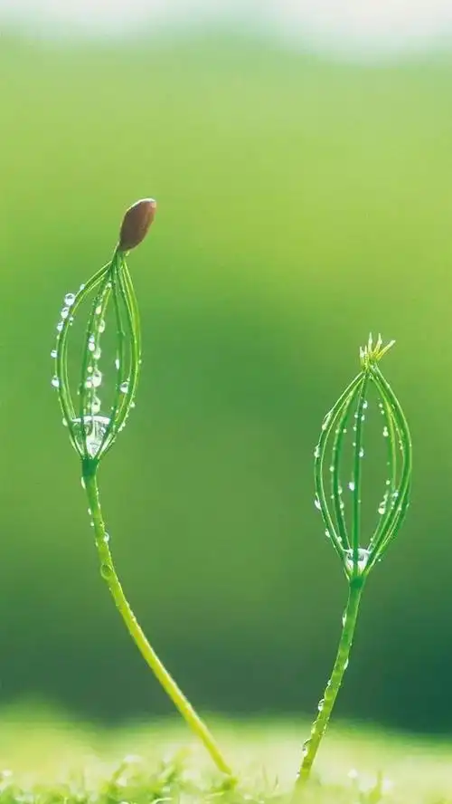 壁纸推荐绿色护眼绿意盎然清新唯美高清无水印