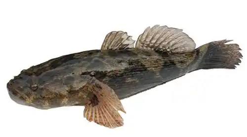 沈阳笋壳鱼的品种