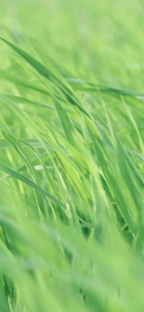 想要一些绿色清新护眼的手机壁纸有吗
