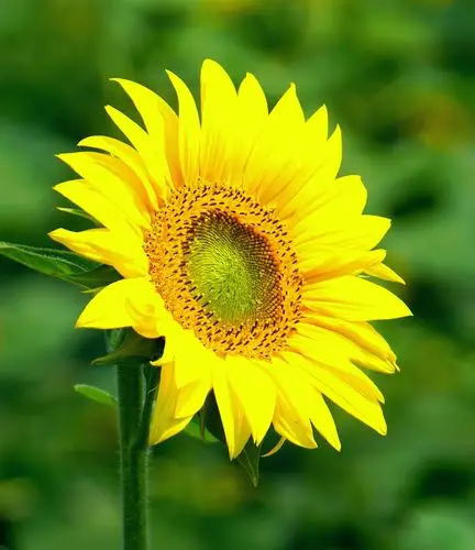 去两河口看向日葵