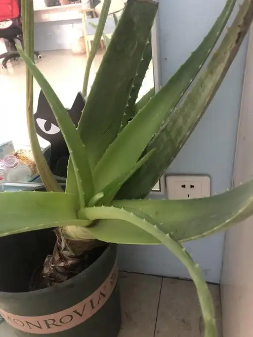 艾特美人做芦荟的小姐姐超级热情,超级可爱,最主要-北京美团网