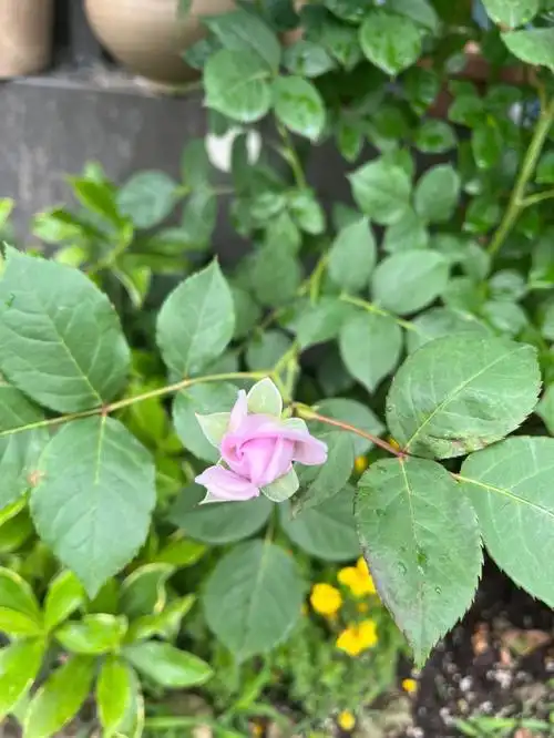 蓝色风暴出花苞了