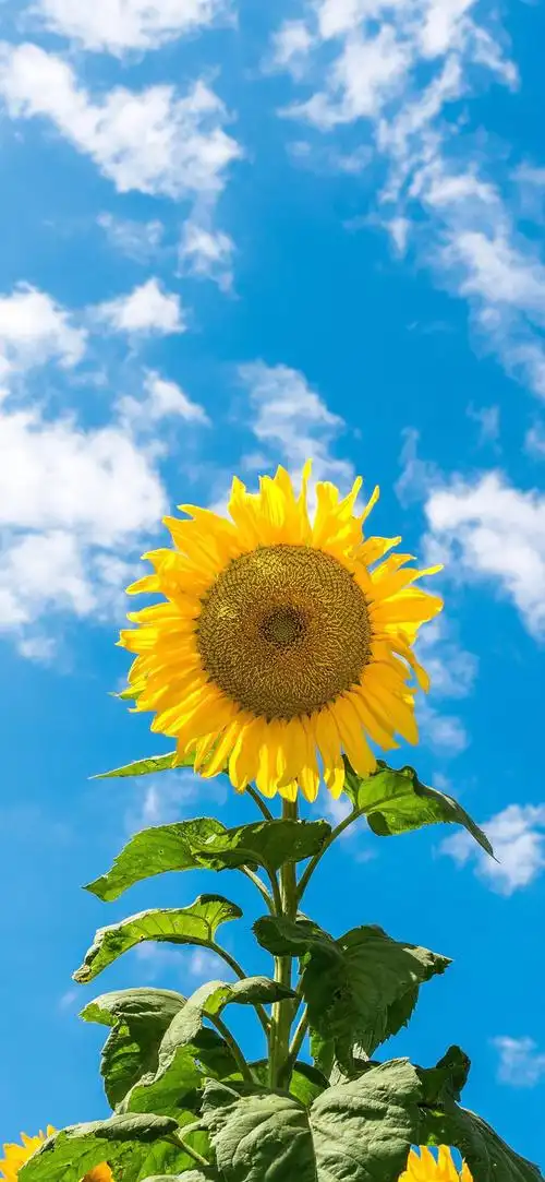 温暖治愈系壁纸