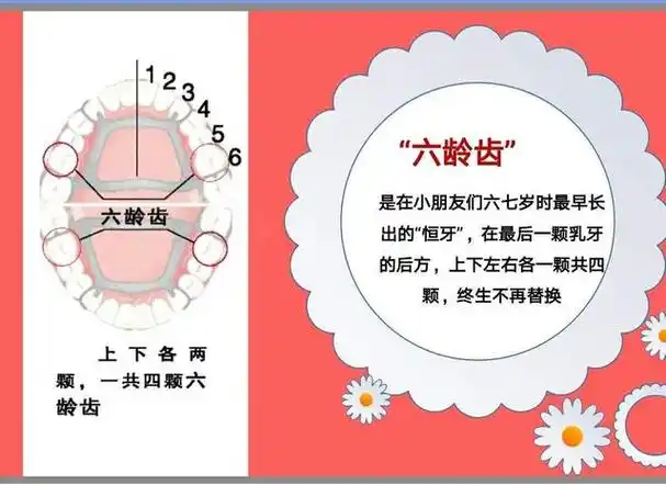 第一颗恒磨牙又名为六龄牙,它具有很重要的意义,不仅对整口牙齿起到