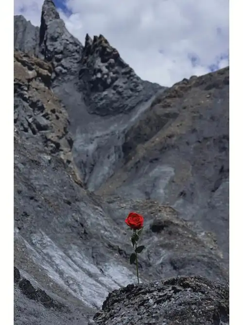 无人区玫瑰之墨石公园