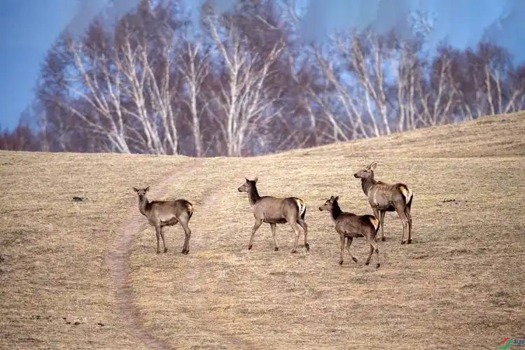 内蒙贡格尔草原精灵马鹿