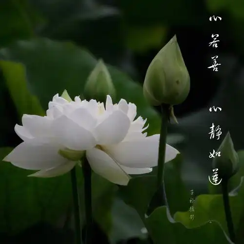 心若如莲心静如莲