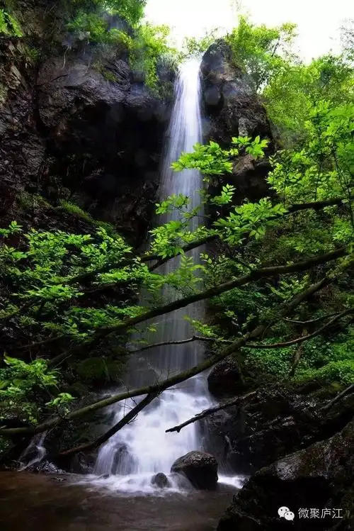 九天仙境百花寨(微聚庐江美声第101期)