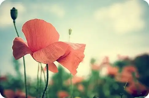 小清新 温暖 干净 安静 唯美 静物 物语 时… - 堆糖,美图壁纸兴趣社