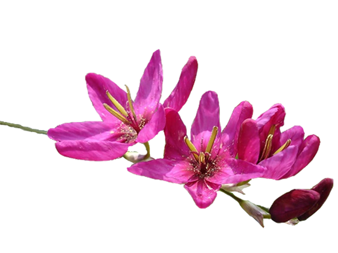 《花蕾和迎春花等》png免抠图素材 - 彼岸桃花 - .