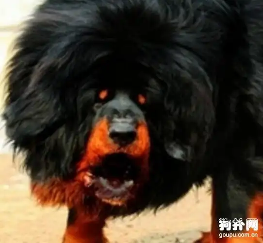 鬼脸藏獒比普通藏獒更可怕