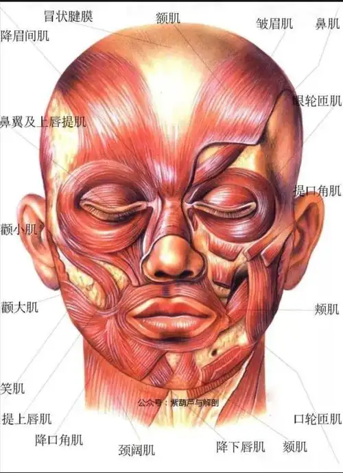 面部肌肉