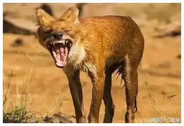 一次性把人性剖析透茫茫人海不过是八种披着人皮的动物