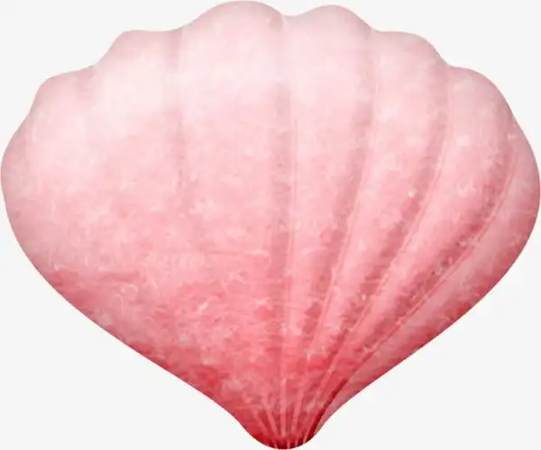 粉红色扇贝