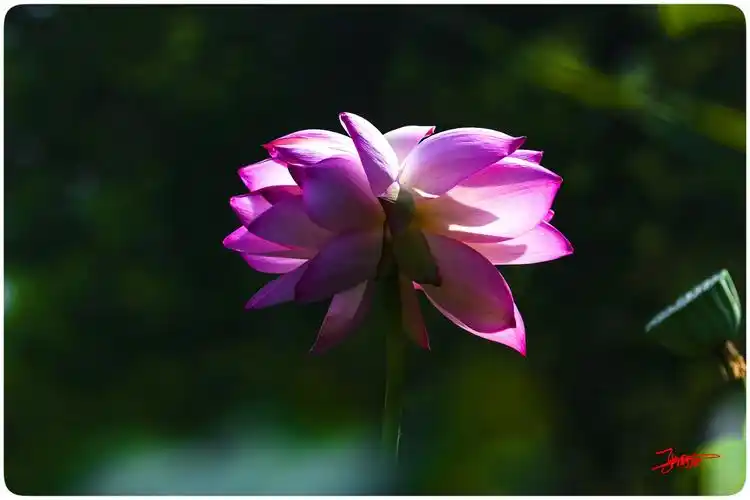 今日暑热预警橙,荷花成对奇异开,同开并蒂两相依,同心同长同妍丽.