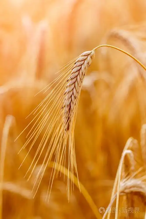 金黄的麦穗耳朵或黑麦特写黑麦新鲜作物领域