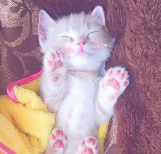 从漫头里突然窜出来的小奶猫!【敲可爱啊呜呜 头像