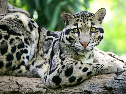 clouded leopard