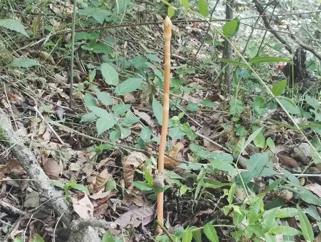 野生"天麻",越来越稀少